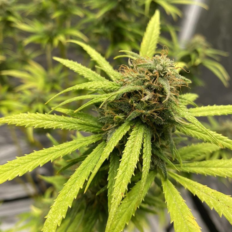 nasiona marihuany Watermelon Zkittlez Auto