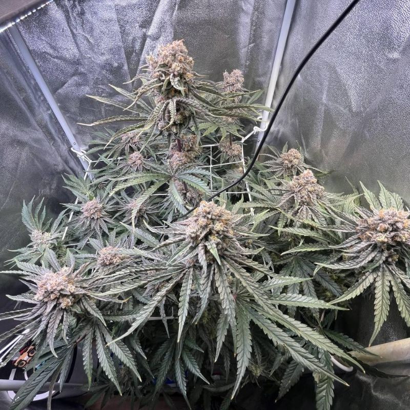 nasiona marihuany Wedding Cake Auto