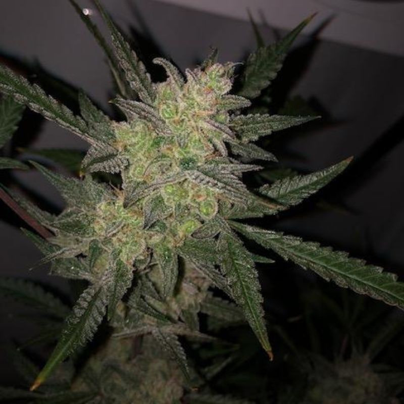nasiona marihuany Zkittlez OG Auto