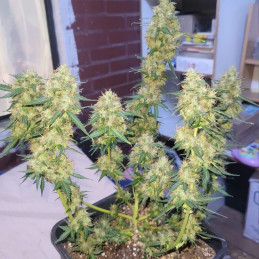 nasiona marihuany Auto AK47