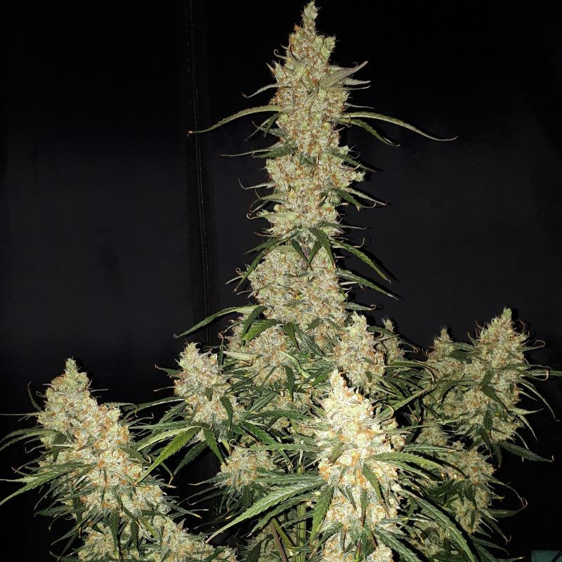 nasiona marihuany Big Devil 2 Auto