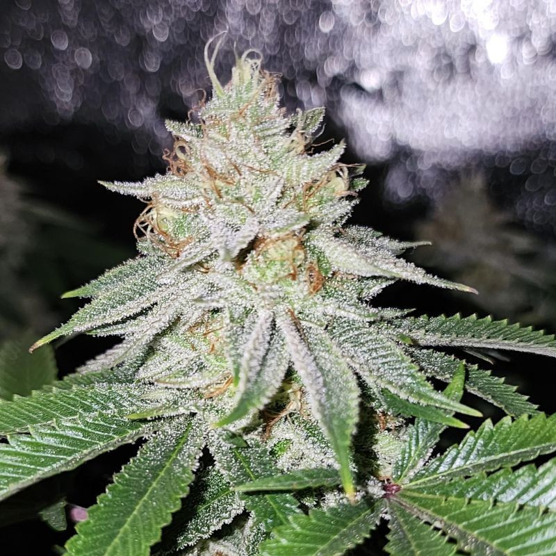 nasiona marihuany Big Devil Auto
