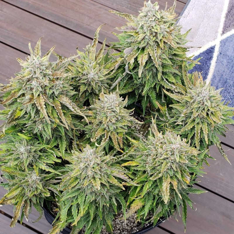 nasiona marihuany Bubba Kush Auto