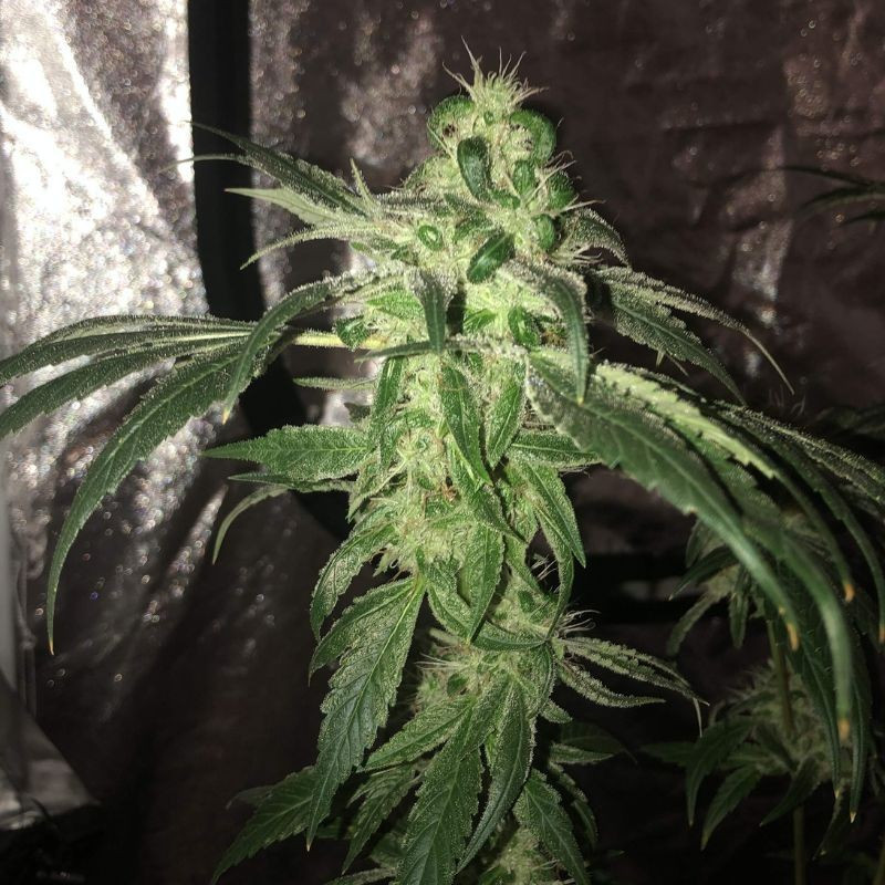 nasiona marihuany Critical Purple Auto