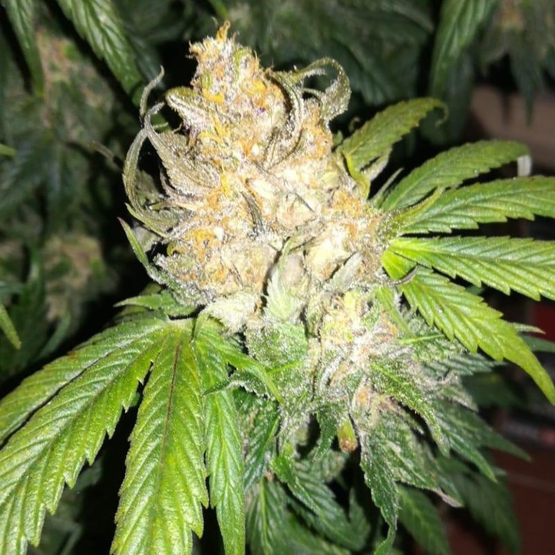 nasiona marihuany Gorilla Cookies Auto