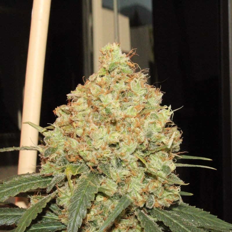 nasiona marihuany Gorilla Maroc Fast