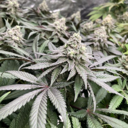 Guerilla Gold x Passion