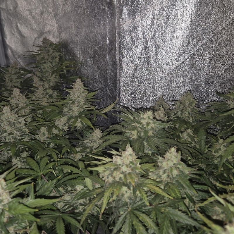 nasiona marihuany Jack Diesel Auto