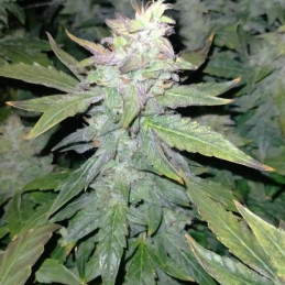 nasiona marihuany Leda Uno Fast