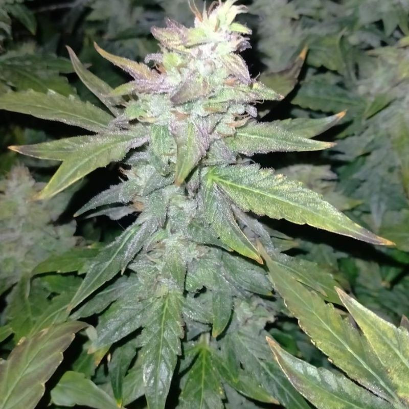 nasiona marihuany Leda Uno Fast