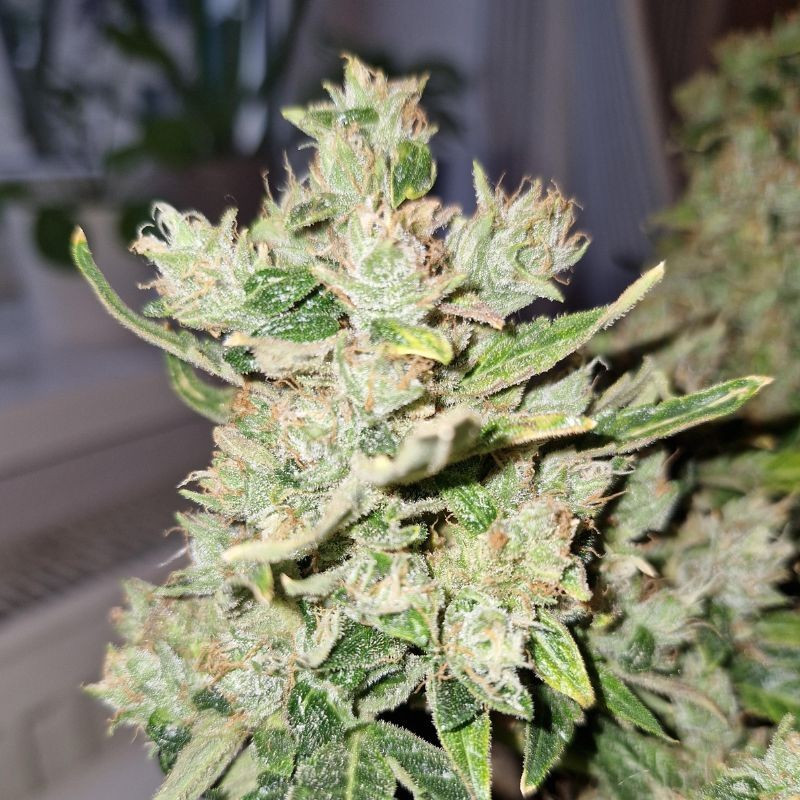 nasiona marihuany Lemon Skunk Auto