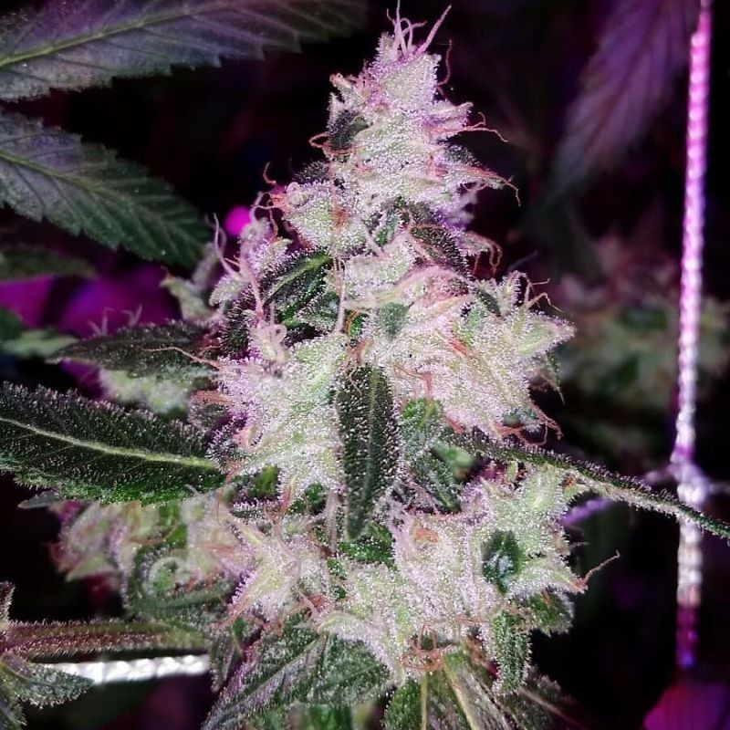 nasiona marihuany Auto Mandarin Haze