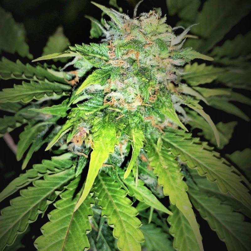 nasiona marihuany Medical Crack Auto