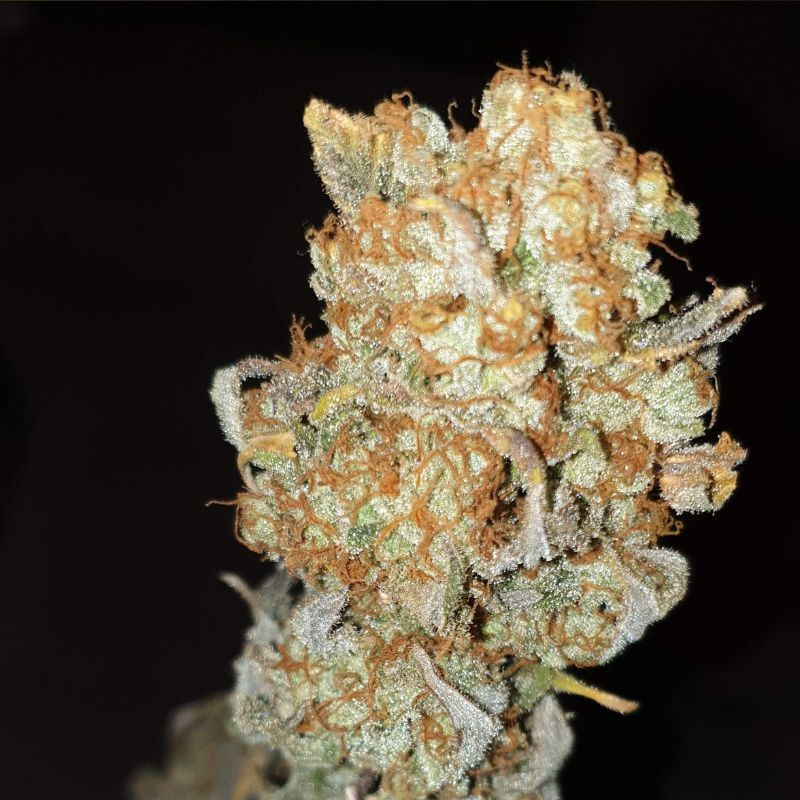 nasiona marihuany Orange Sherbert Auto
