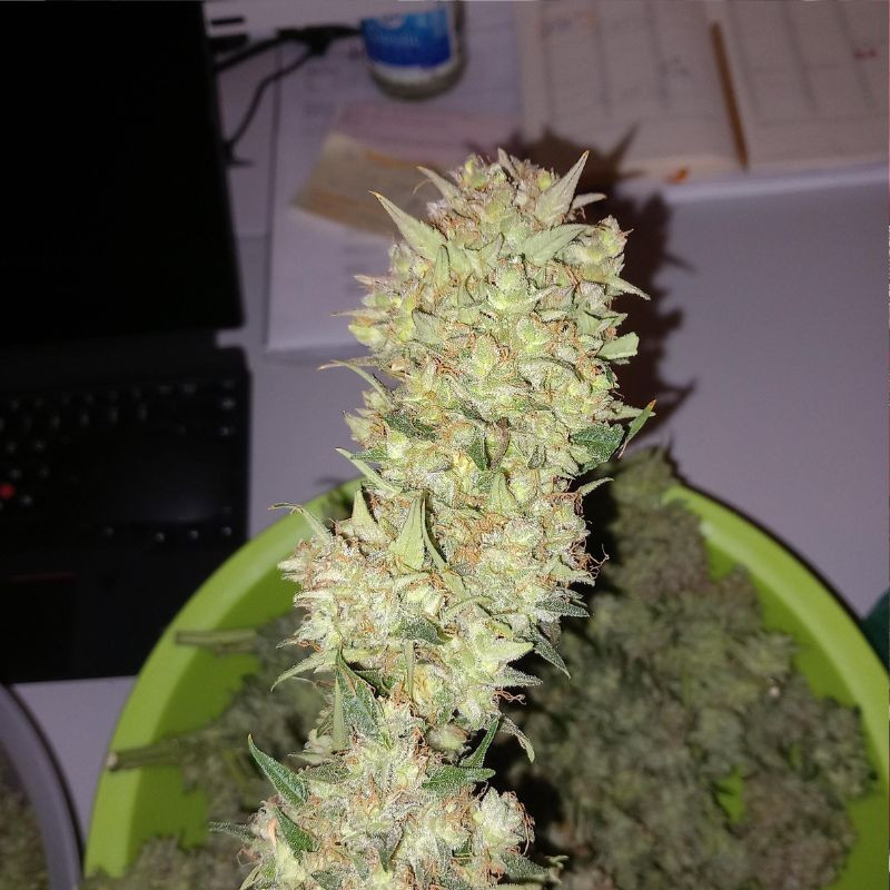 nasiona marihuany Tangie Auto