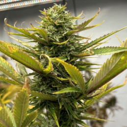 nasiona marihuany West Coast O.G Auto