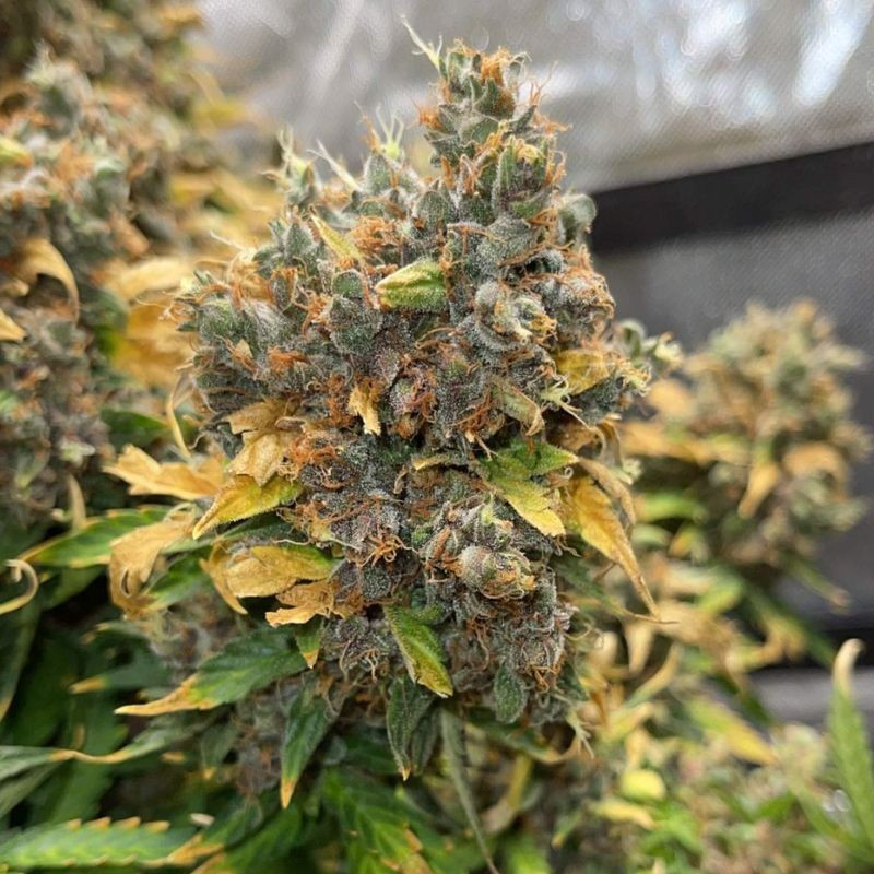 nasiona marihuany Auto 4:20