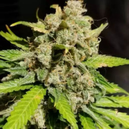 nasiona marihuany Psicotropic