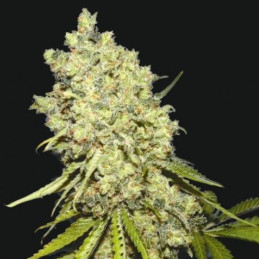 nasiona marihuany Somanta