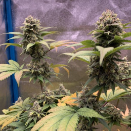 nasiona marihuany Amnesia Platinum