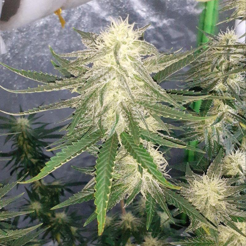 nasiona marihuany Auto Amnesia Platinum