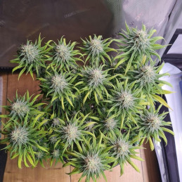 nasiona marihuany Auto Banana Monkey