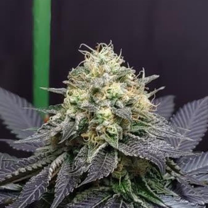 nasiona marihuany Auto Bigger Bud