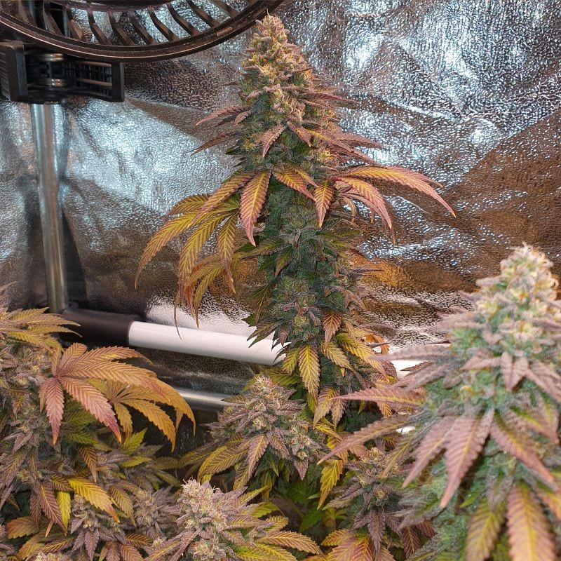 nasiona marihuany Auto Blueberry Berry