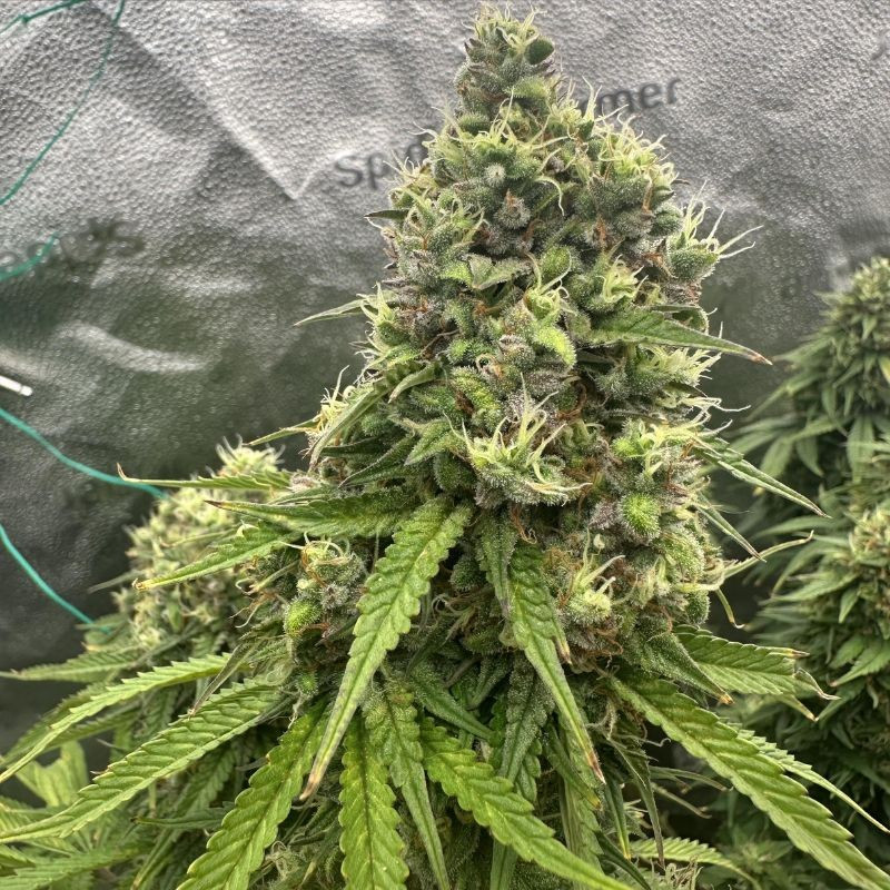 nasiona marihuany Auto Bubblegum Extra