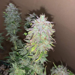 nasiona marihuany Auto Cocopopo