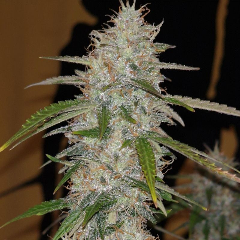 nasiona marihuany Auto Lavender Best