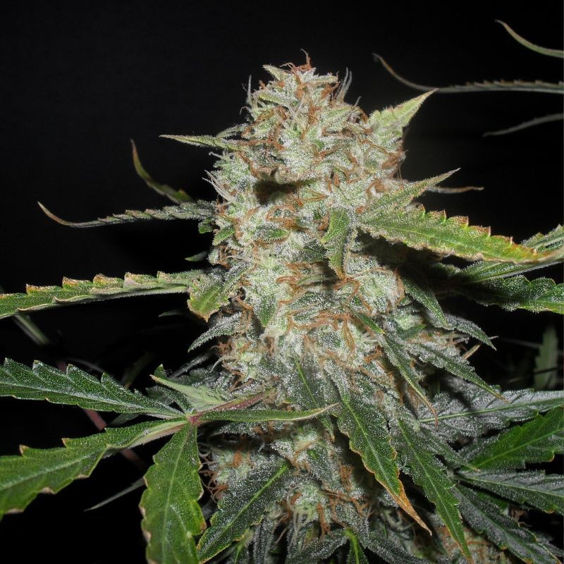 nasiona marihuany Auto Original Orange Bud
