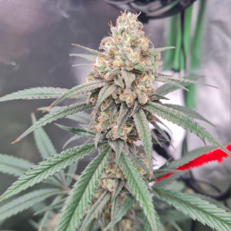 nasiona marihuany Auto Perfect Power Plant