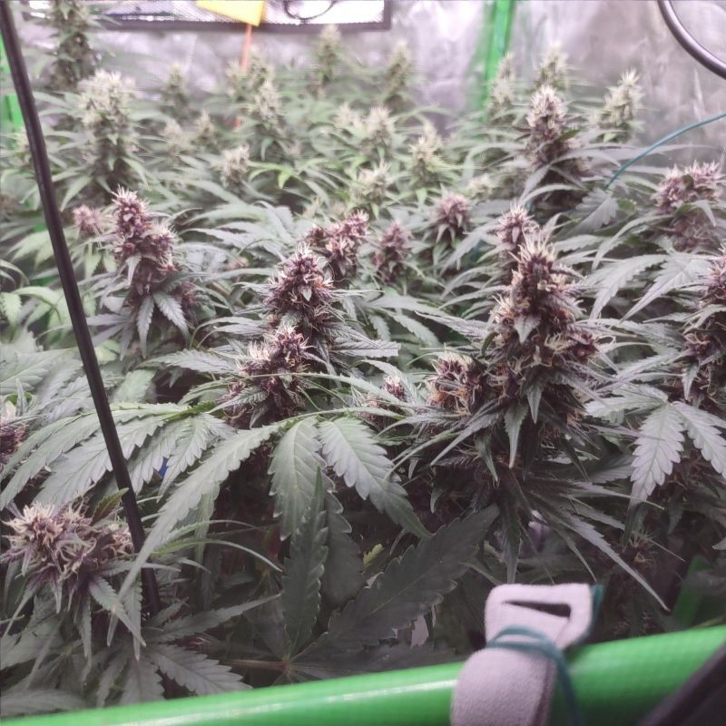 nasiona marihuany Auto Purple Glam Kush