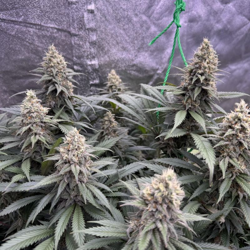 nasiona marihuany Auto Special Skunk