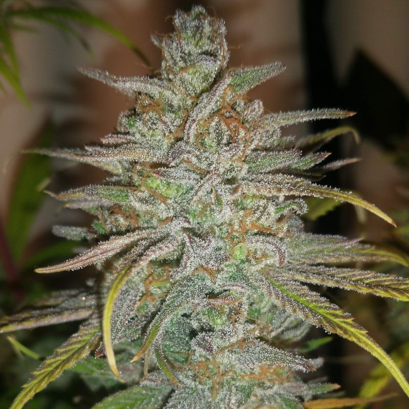 nasiona marihuany Auto Zkittly Zi Zi