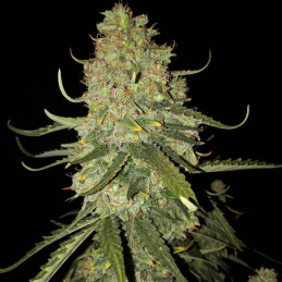 nasiona marihuany Banana Monkey