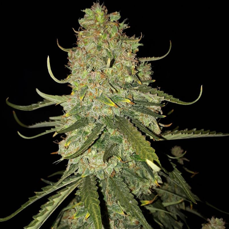 nasiona marihuany Banana Monkey