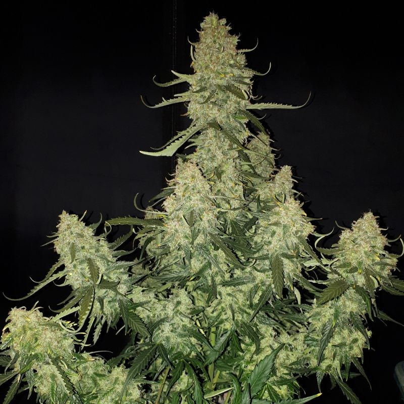 nasiona marihuany Bigger Bud