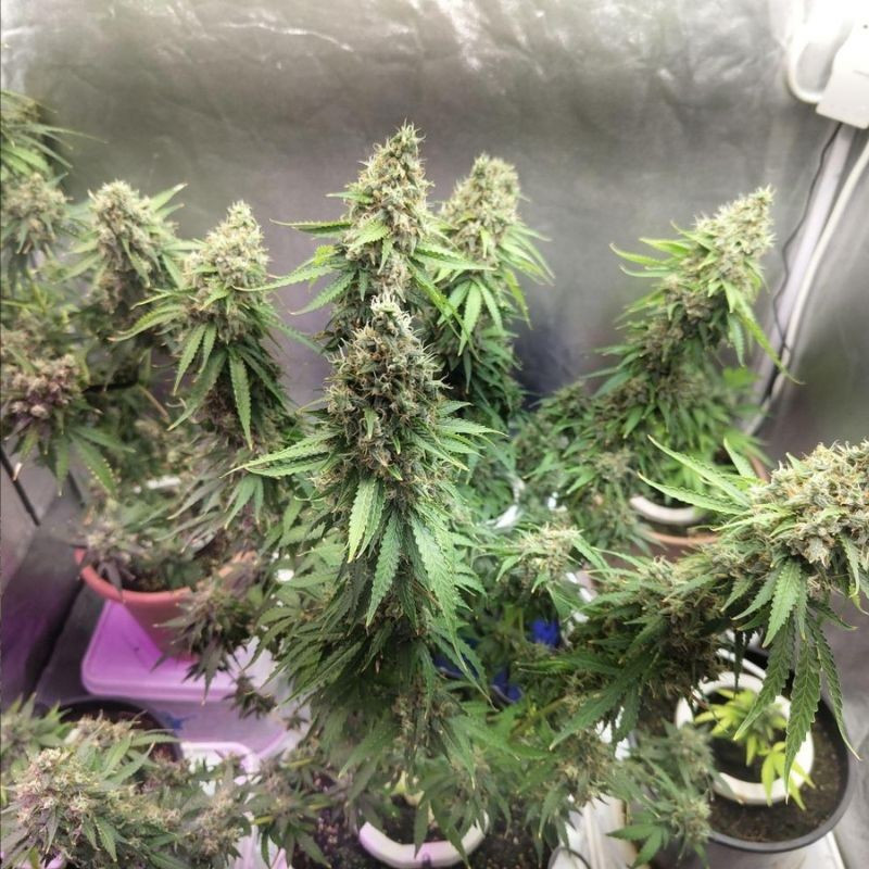 nasiona marihuany CBD Nepal Gold