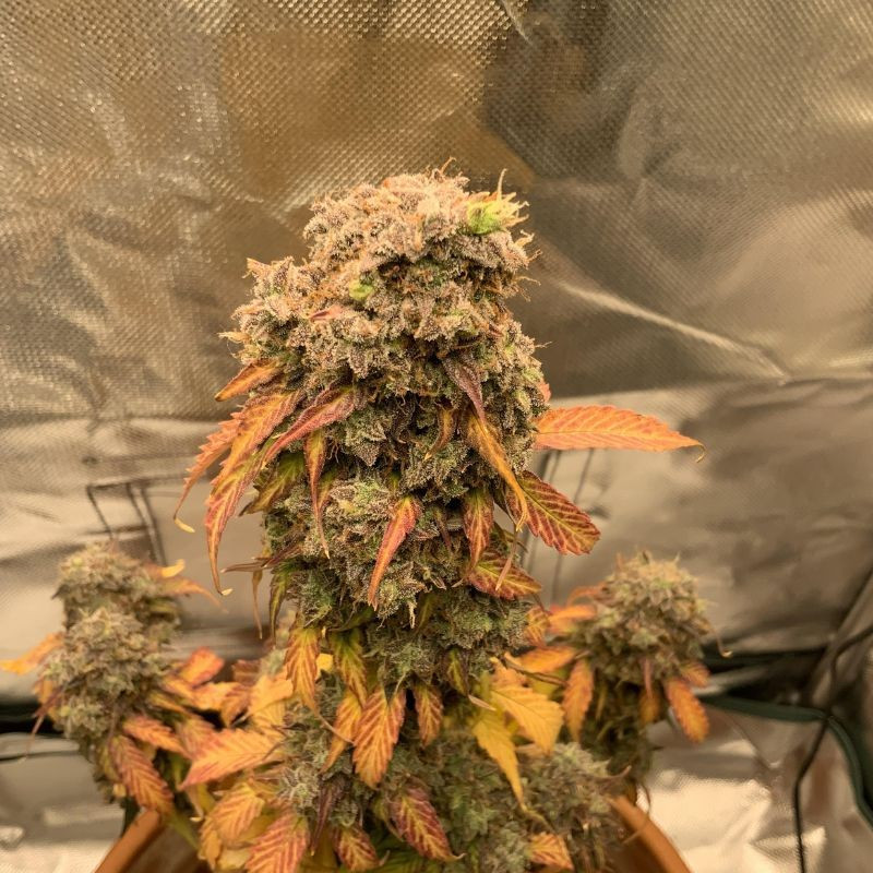 nasiona marihuany Early Top Skunk