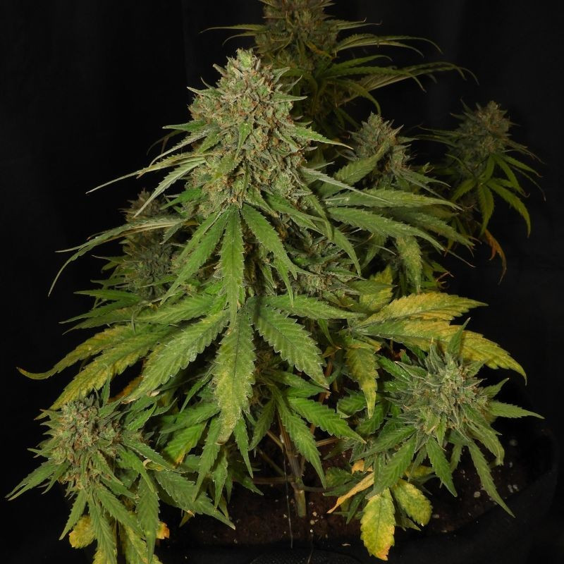 nasiona marihuany Grande Crack