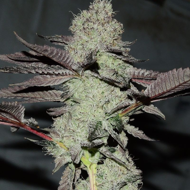 nasiona marihuany Black Russian