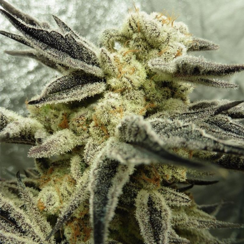 nasiona marihuany Critical Jack Herer