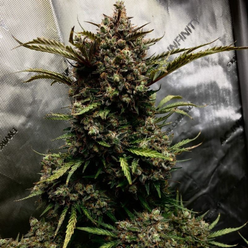 nasiona marihuany Critical Kali Mist