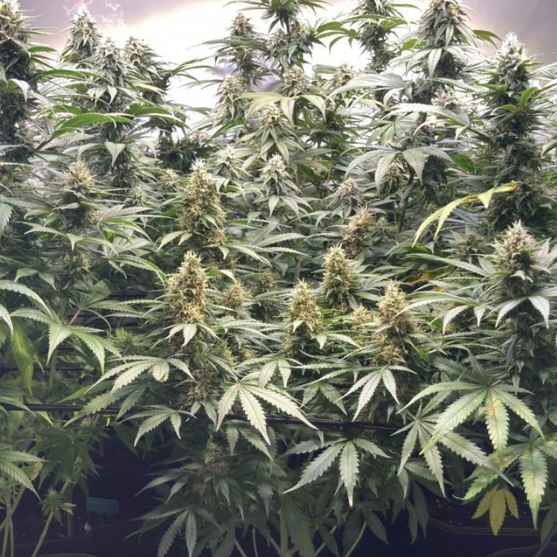 nasiona marihuany Critical Neville Haze 2.0