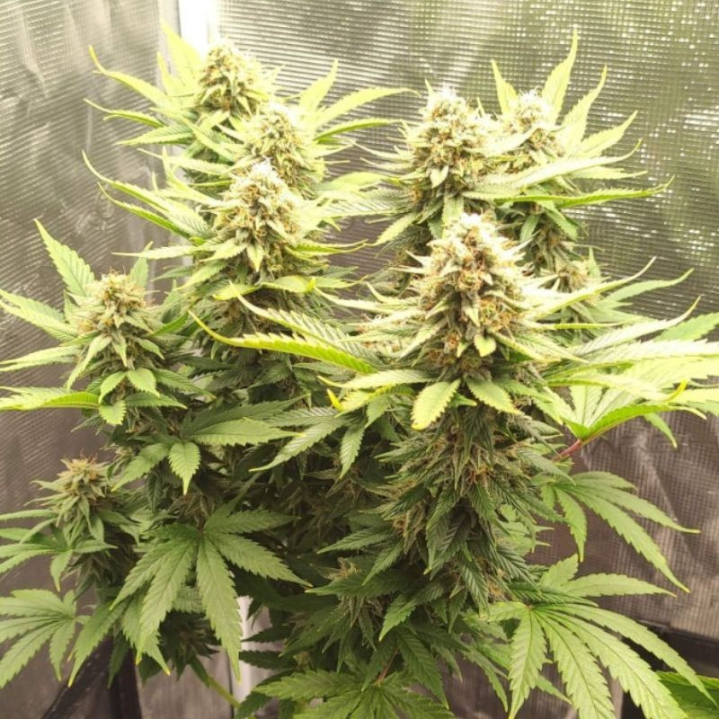 nasiona marihuany Critical Super Silver Haze