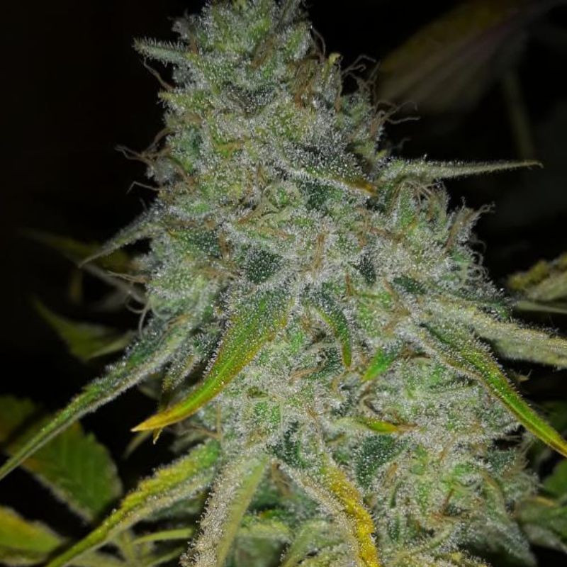 nasiona marihuany Deep Mandarine CBD