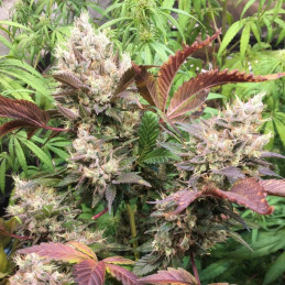 nasiona marihuany Fruity Chronic Juice