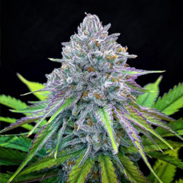 nasiona marihuany La Bella Afrodita Auto